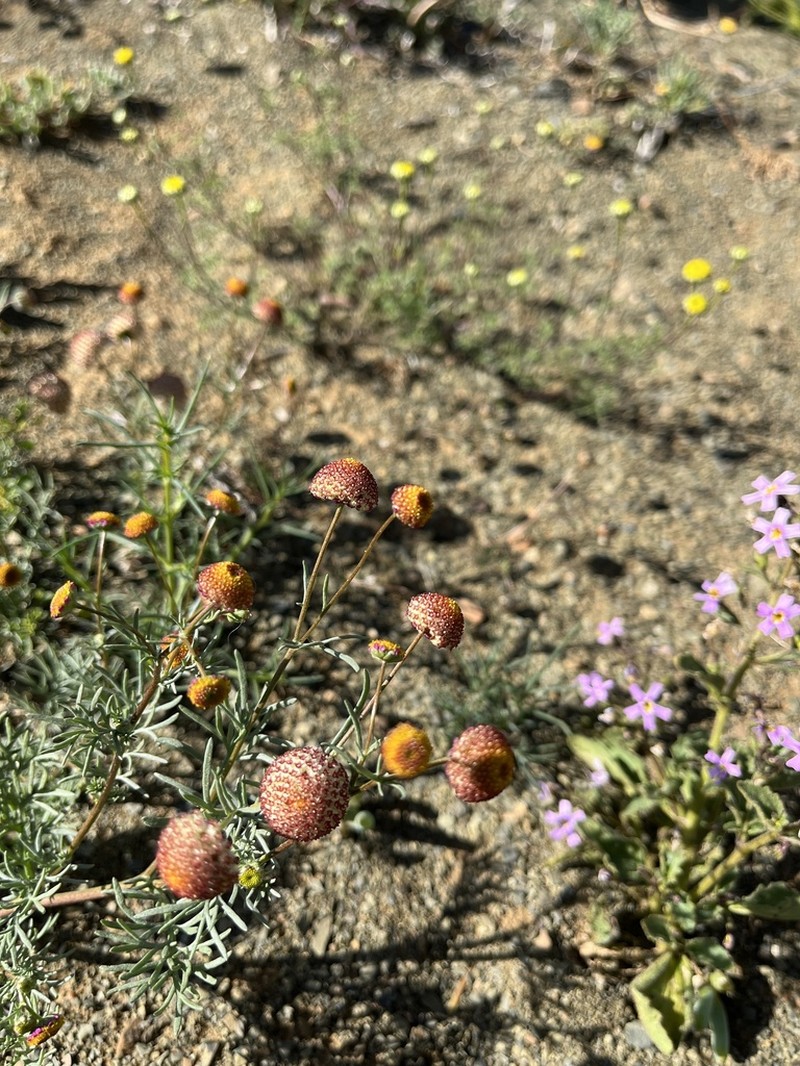 Lasiospermum brachyglossum