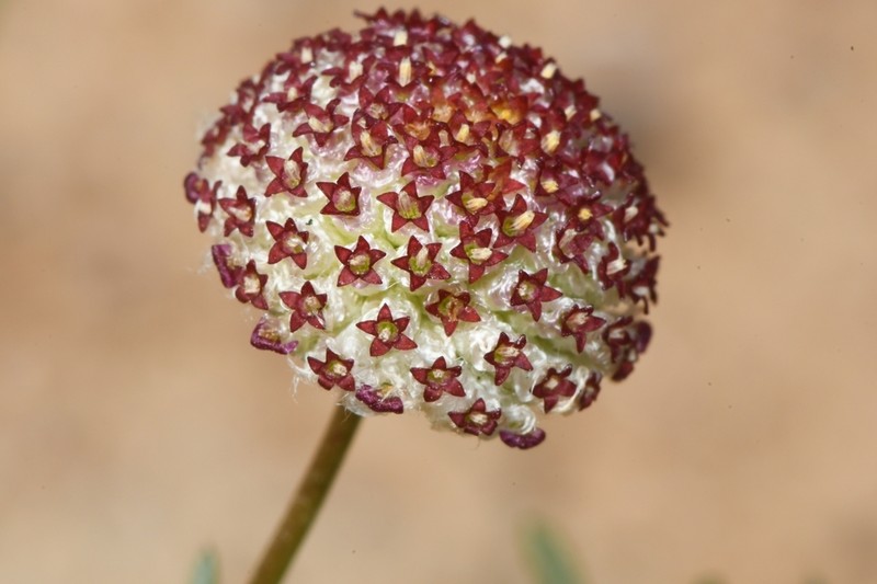 Lasiospermum brachyglossum photo 2