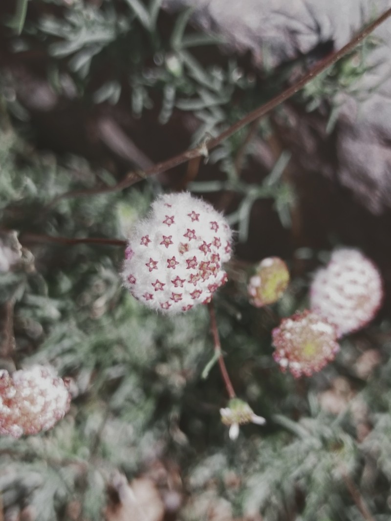 Lasiospermum brachyglossum photo 3