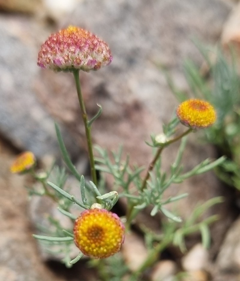 Lasiospermum brachyglossum photo 4