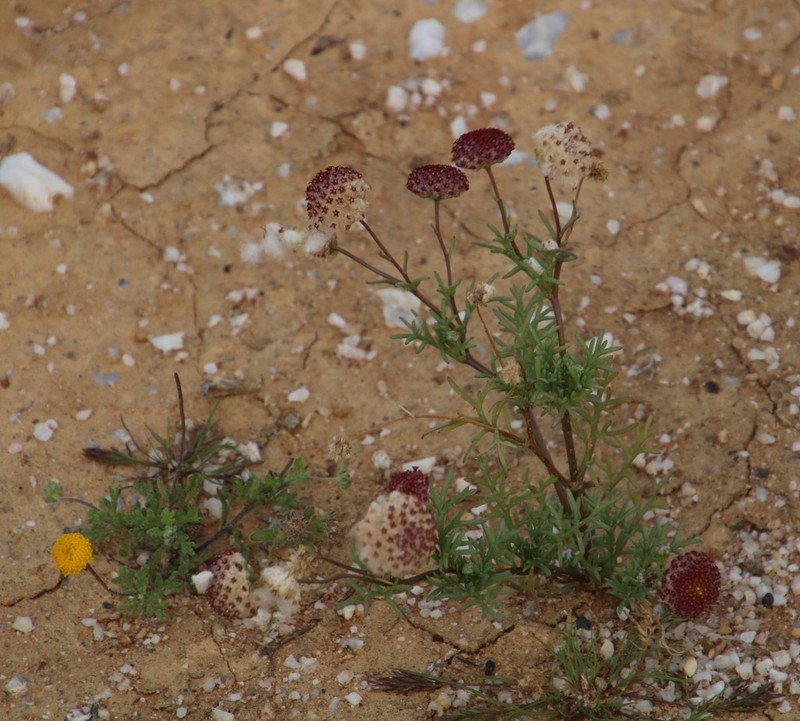 Lasiospermum brachyglossum photo 5