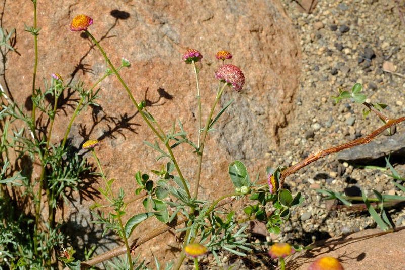 Lasiospermum brachyglossum photo 6