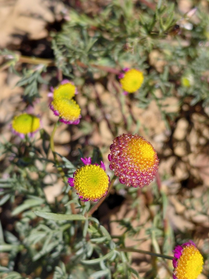 Lasiospermum brachyglossum photo 8