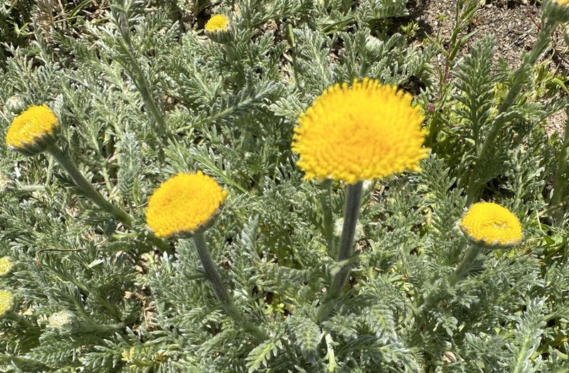 Lasiospermum pedunculare photo 2