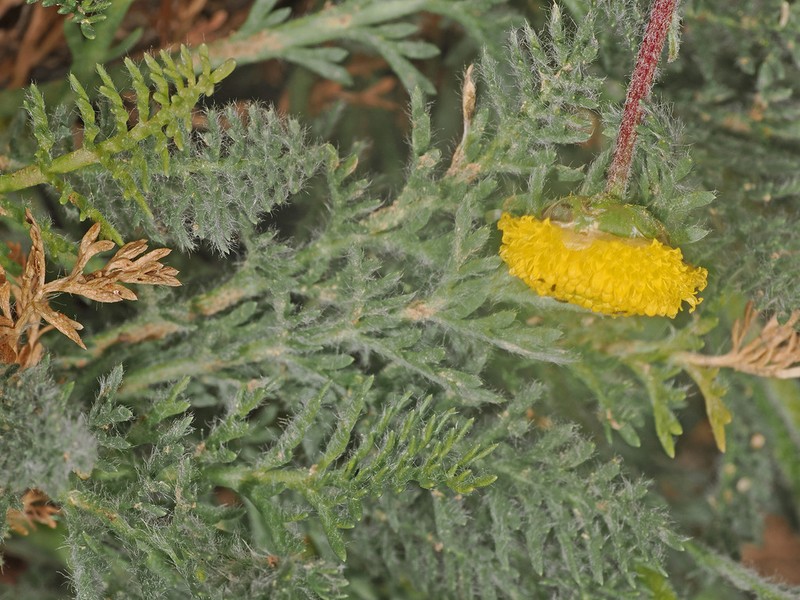 Lasiospermum pedunculare photo 3