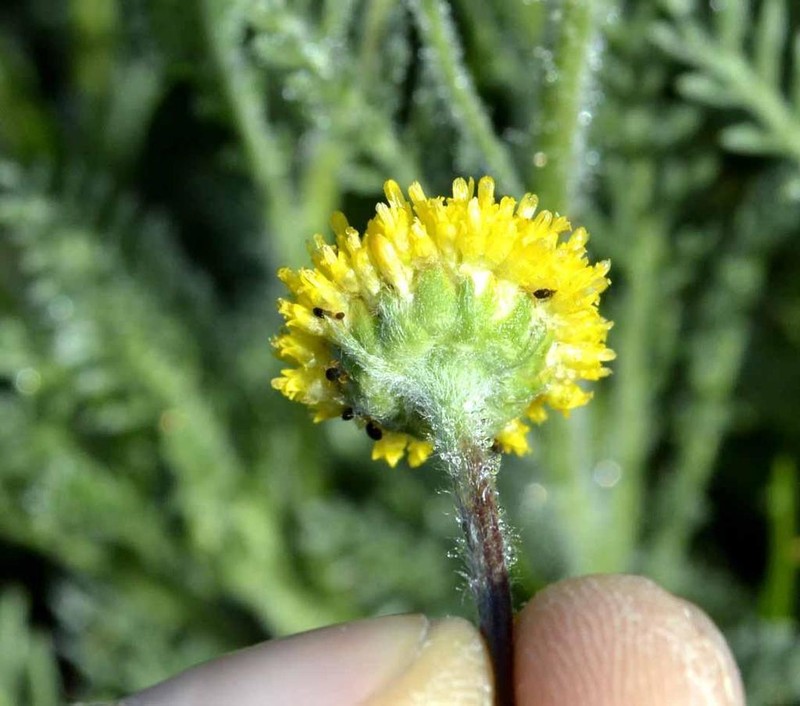 Lasiospermum pedunculare photo 4