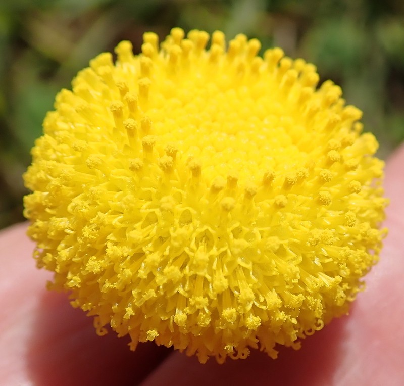 Lasiospermum pedunculare photo 5