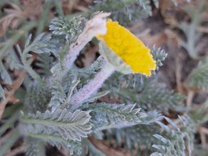 Lasiospermum pedunculare photo 6
