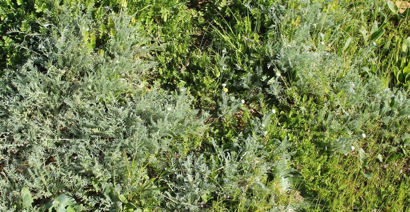Lasiospermum pedunculare photo 7