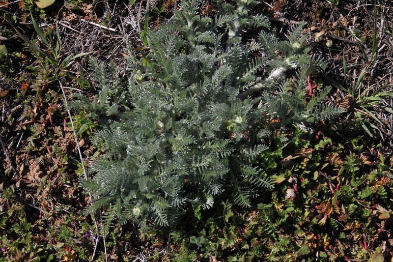 Lasiospermum pedunculare photo 8