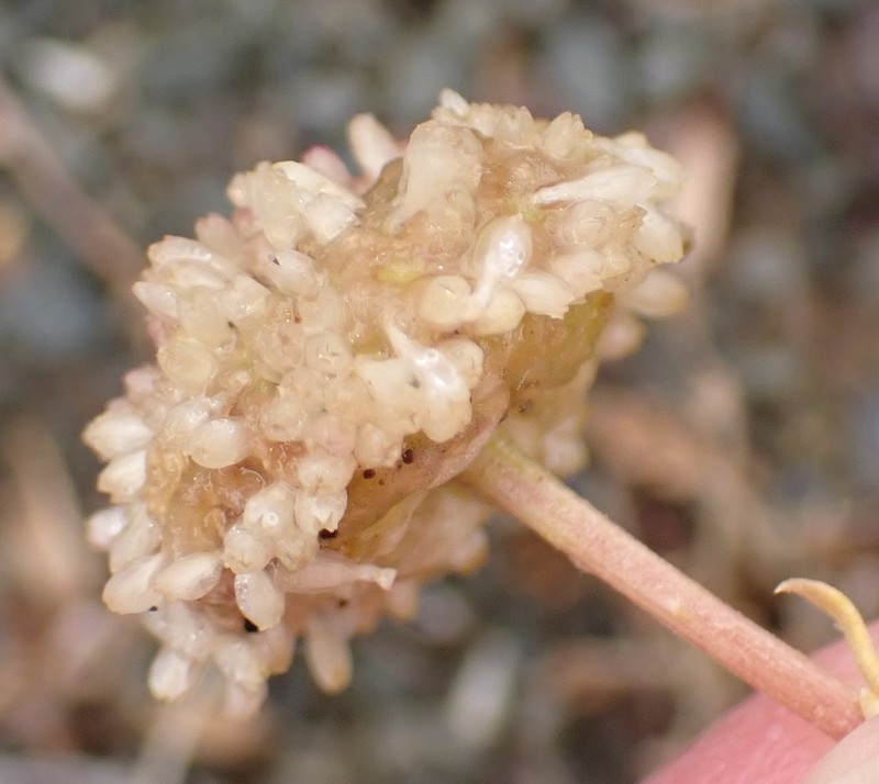 Lasiospermum poterioides