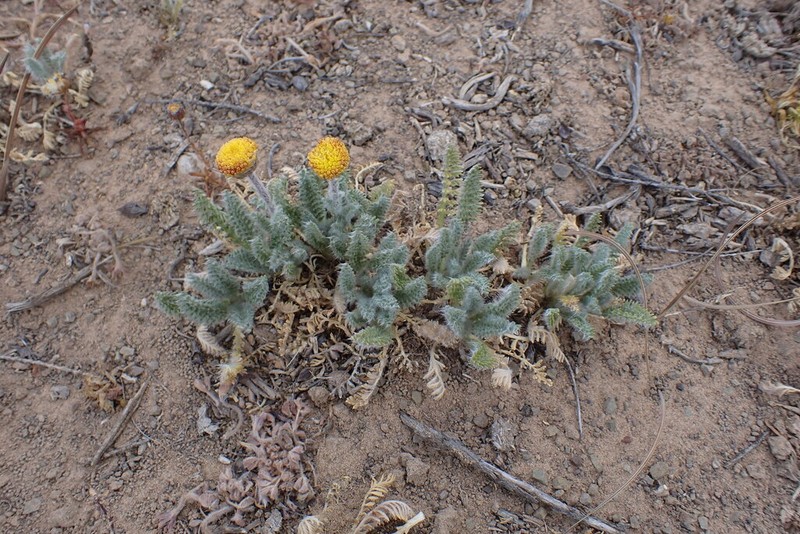 Lasiospermum poterioides photo 2