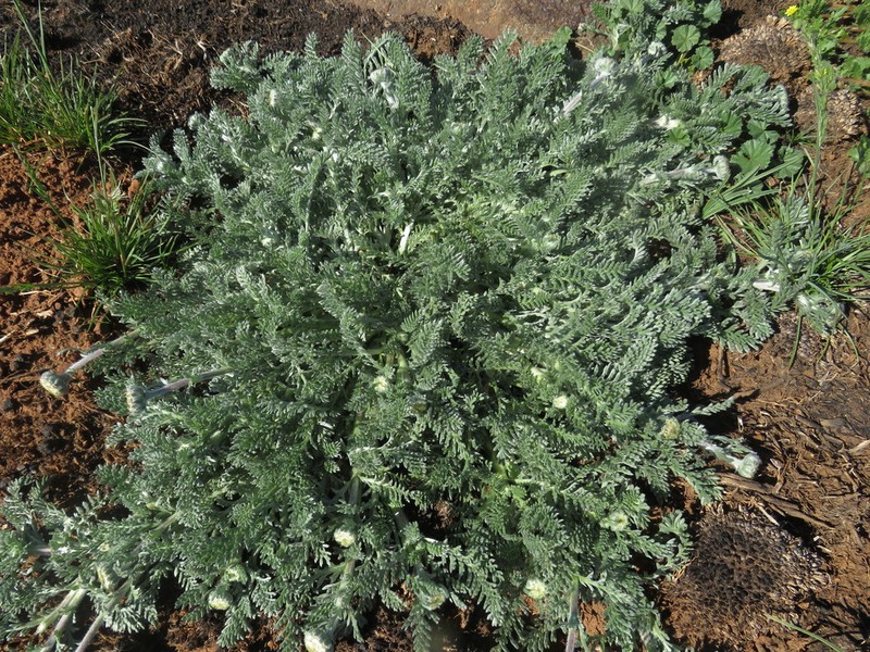 Lasiospermum poterioides photo 3