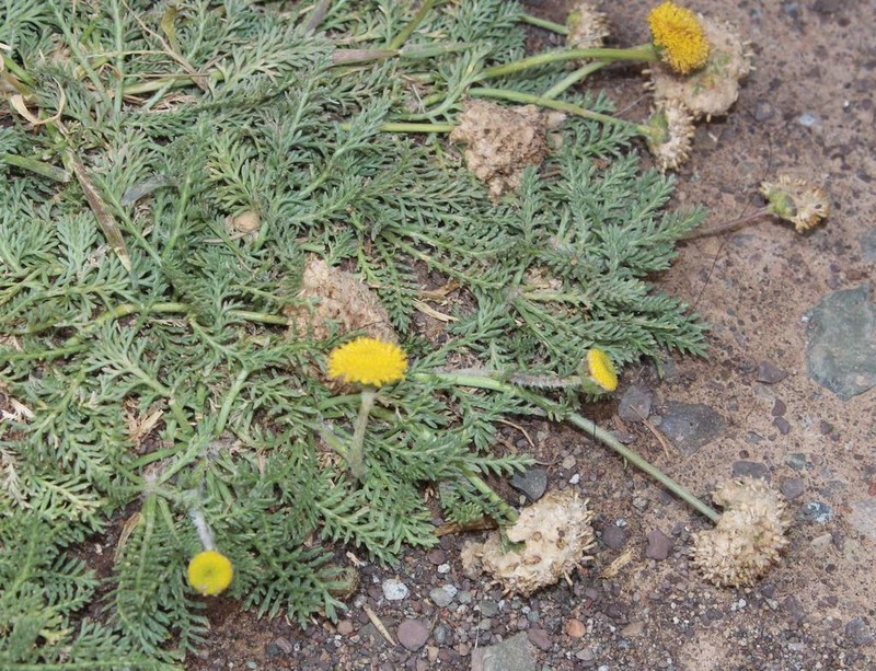 Lasiospermum poterioides photo 6