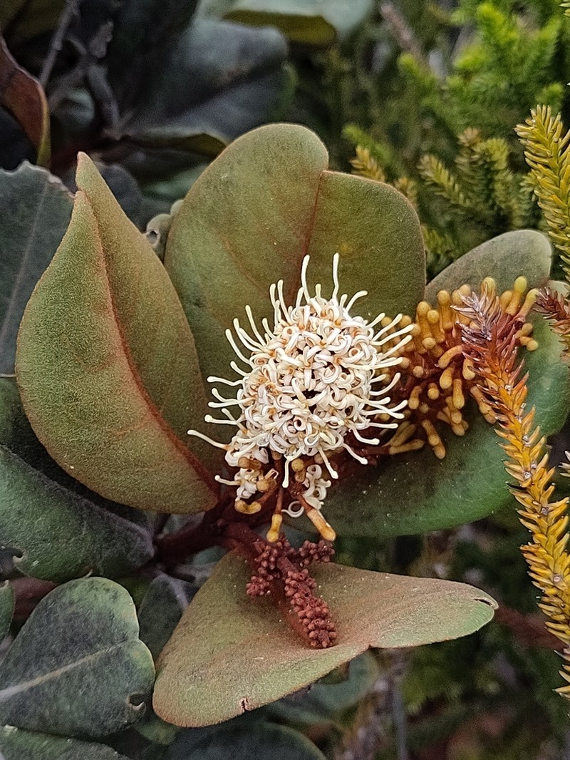 Lasjia griseifolia