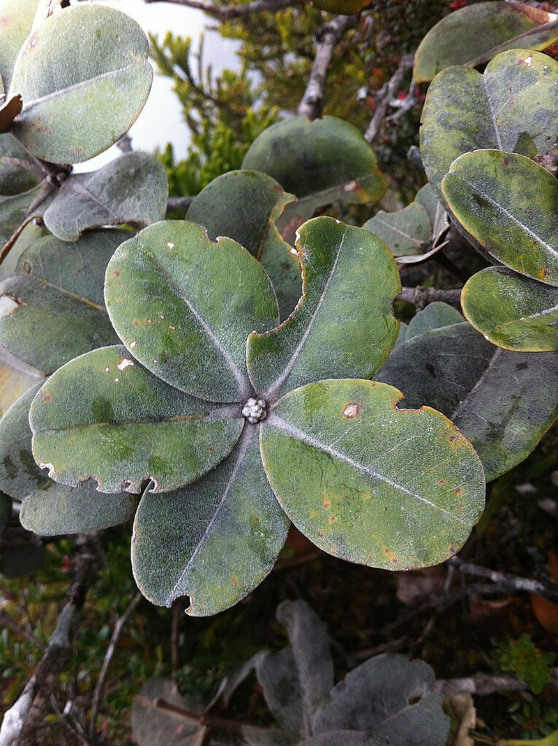 Lasjia griseifolia photo 2