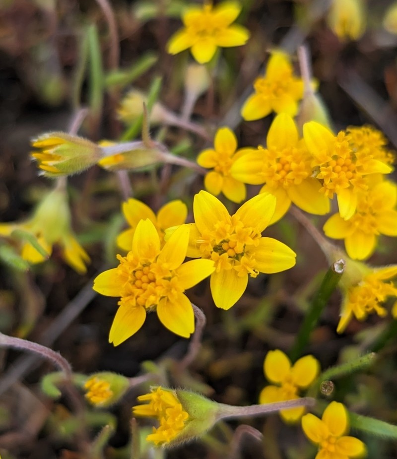 California Goldfields
