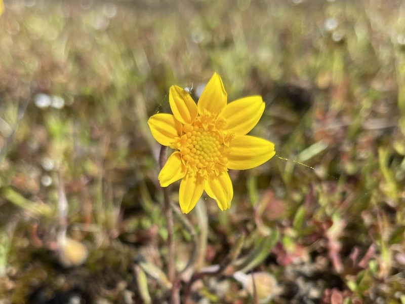 California Goldfields photo 4