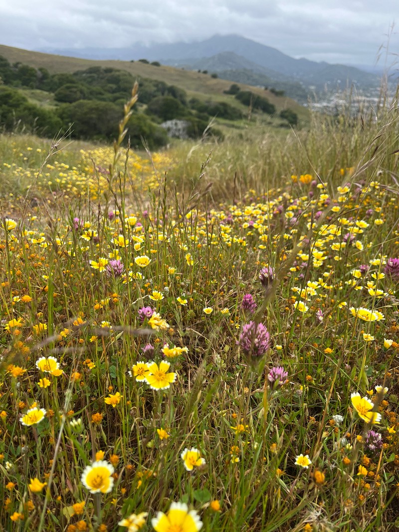 California Goldfields photo 6