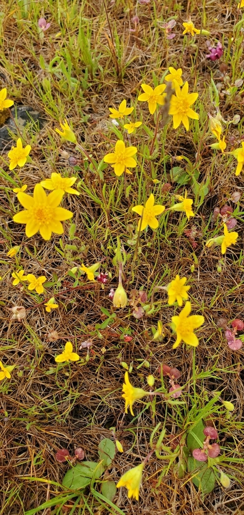 California Goldfields photo 8