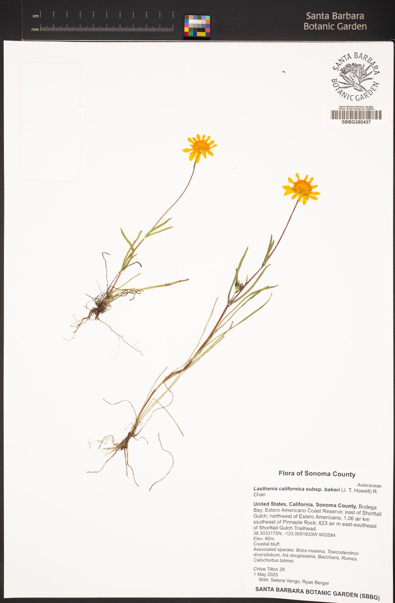 Lasthenia californica subsp. bakeri photo 3