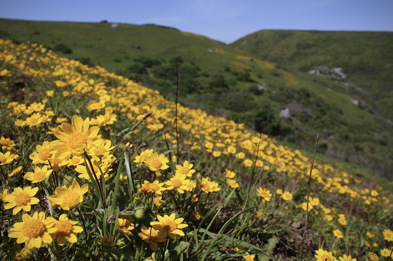 Lasthenia californica subsp. bakeri