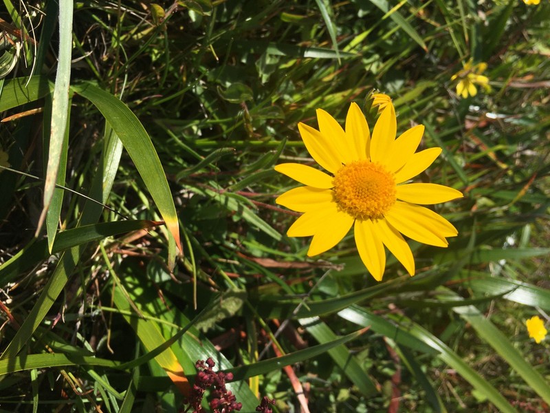Lasthenia californica subsp. bakeri photo 2