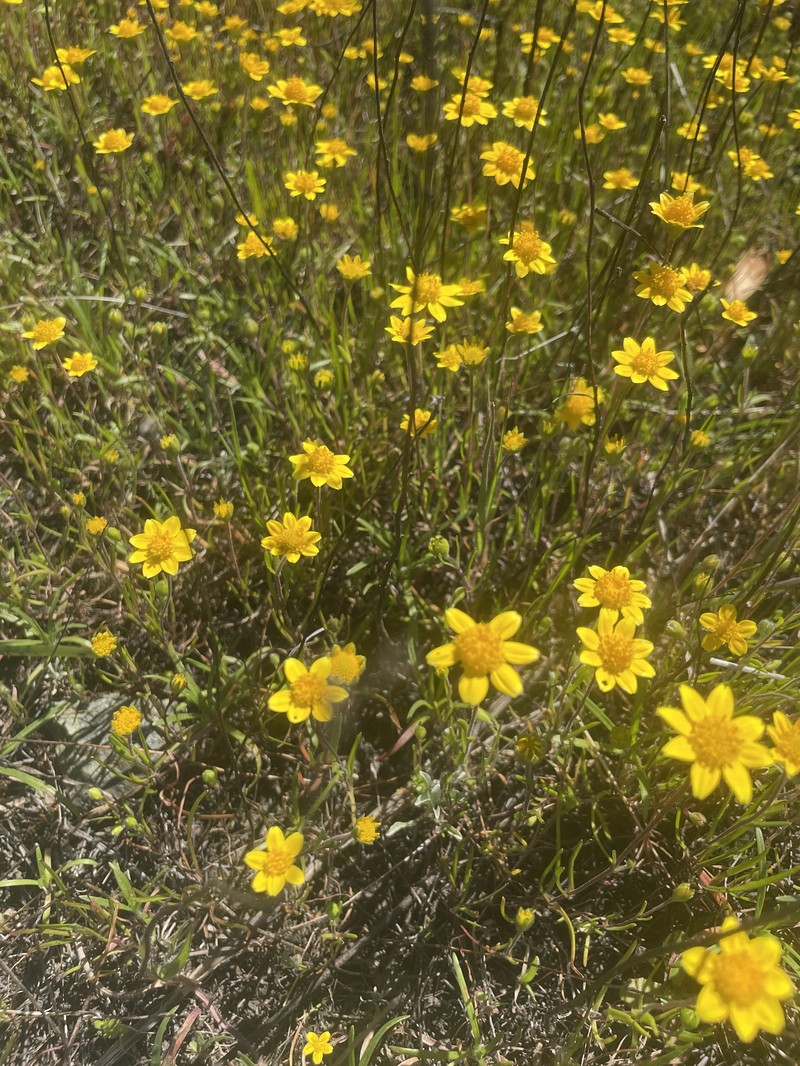 Lasthenia californica subsp. californica
