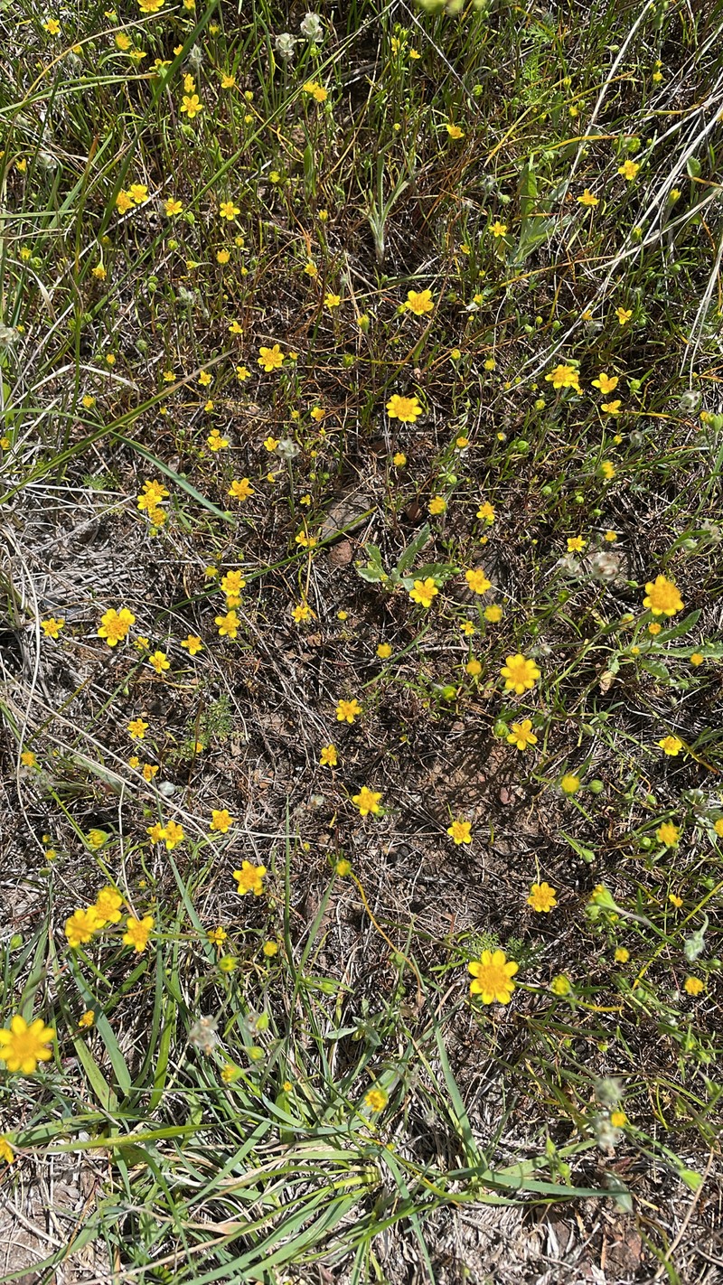 Lasthenia californica subsp. californica photo 2