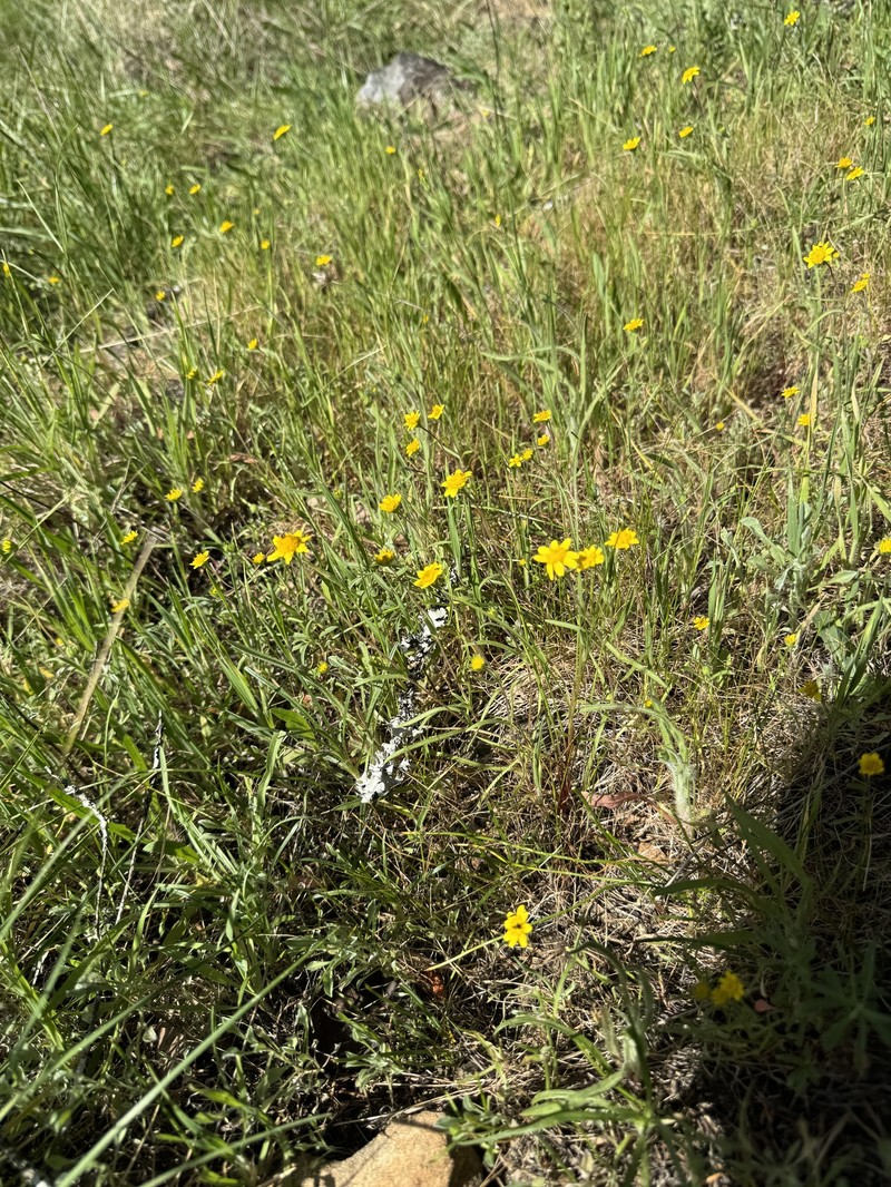 Lasthenia californica subsp. californica photo 3