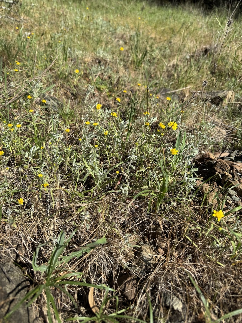 Lasthenia californica subsp. californica photo 4