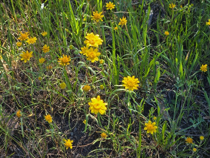 Lasthenia californica subsp. californica photo 5