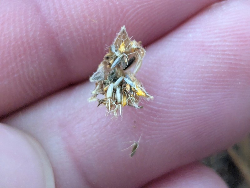 Lasthenia californica subsp. californica photo 6