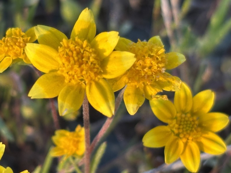 Lasthenia californica subsp. californica photo 8