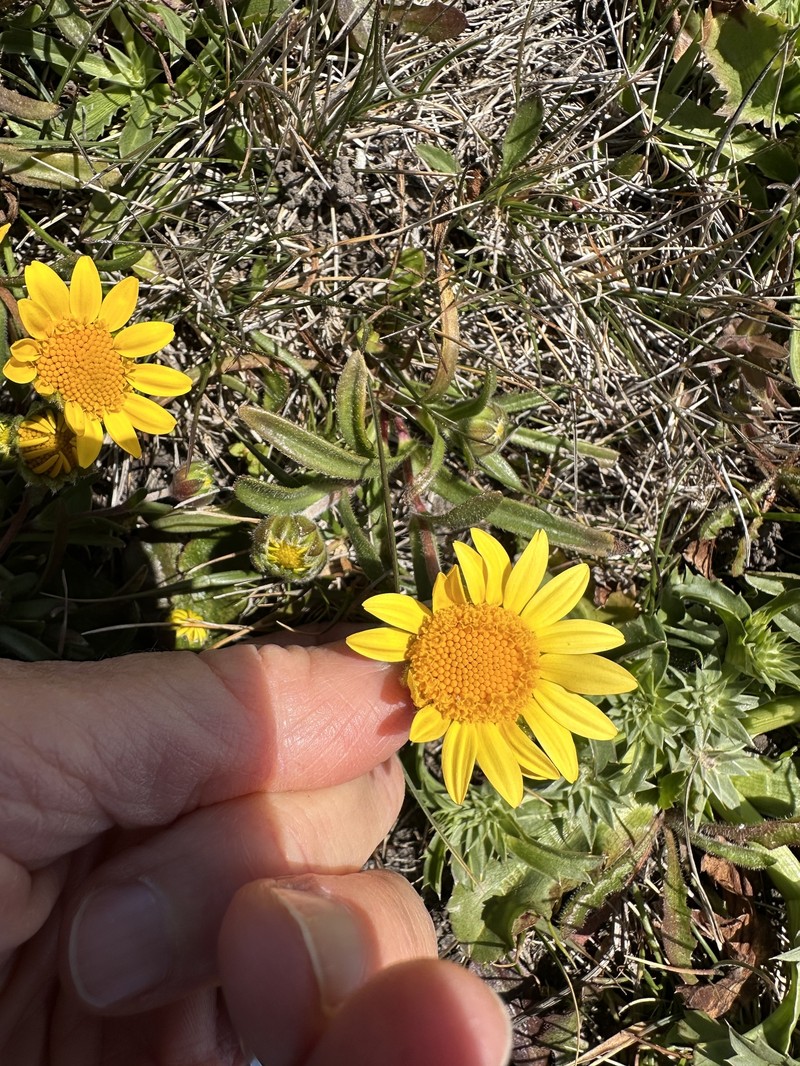 Lasthenia californica subsp. macrantha