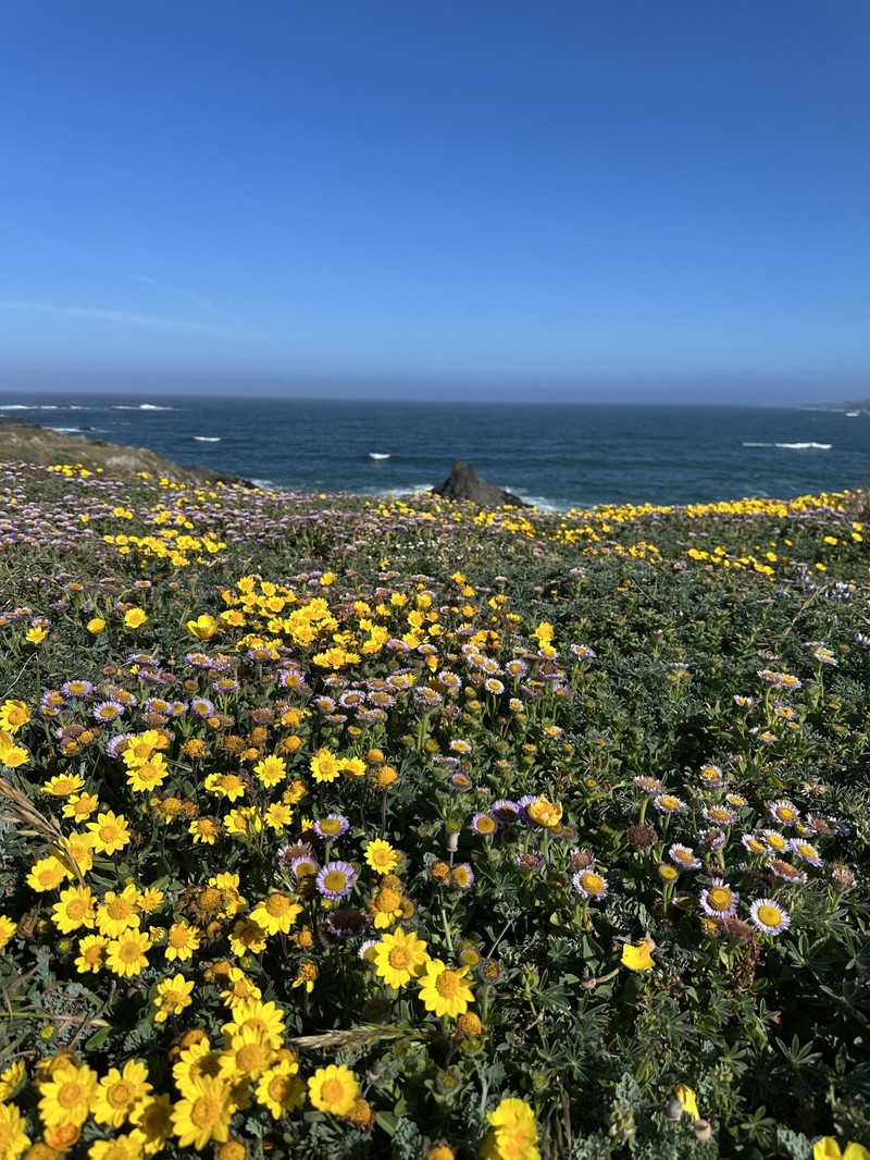 Lasthenia californica subsp. macrantha photo 2