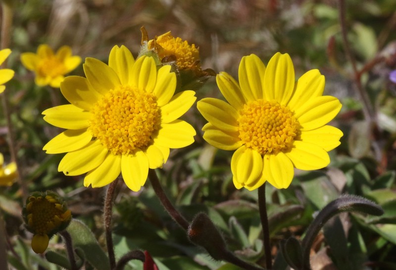 Lasthenia californica subsp. macrantha photo 3