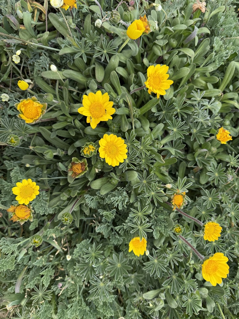 Lasthenia californica subsp. macrantha photo 4