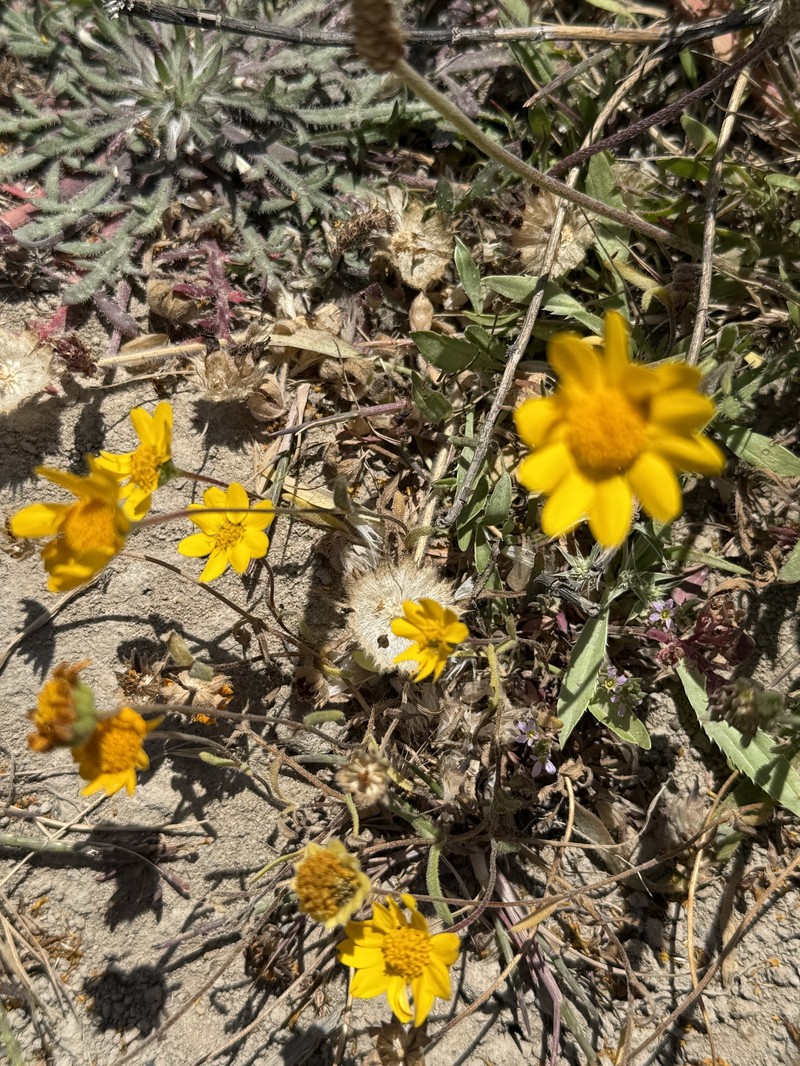 Lasthenia californica subsp. macrantha photo 5