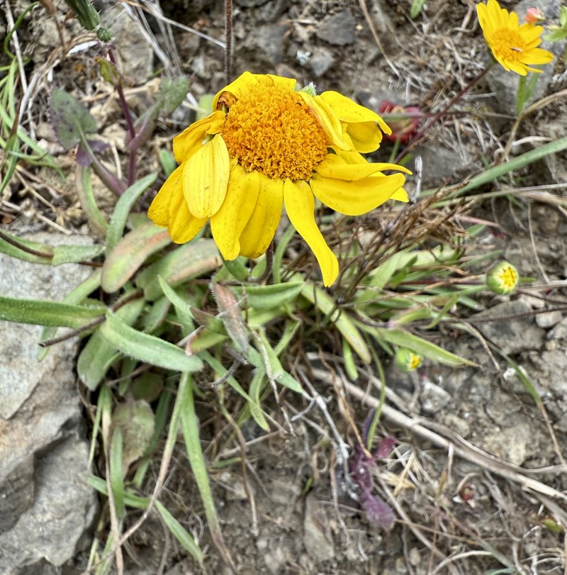 Lasthenia californica subsp. macrantha photo 6