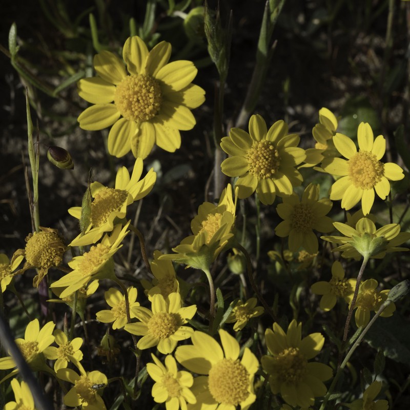 Lasthenia californica subsp. macrantha photo 7