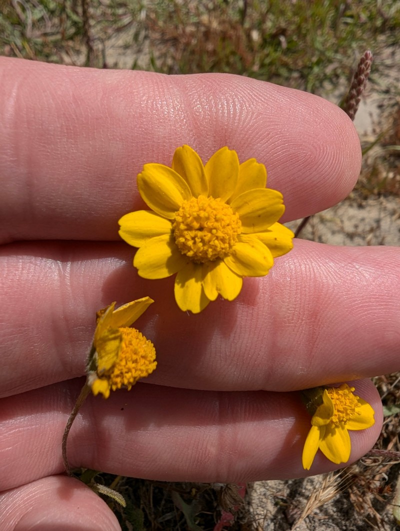 Lasthenia californica subsp. macrantha photo 8