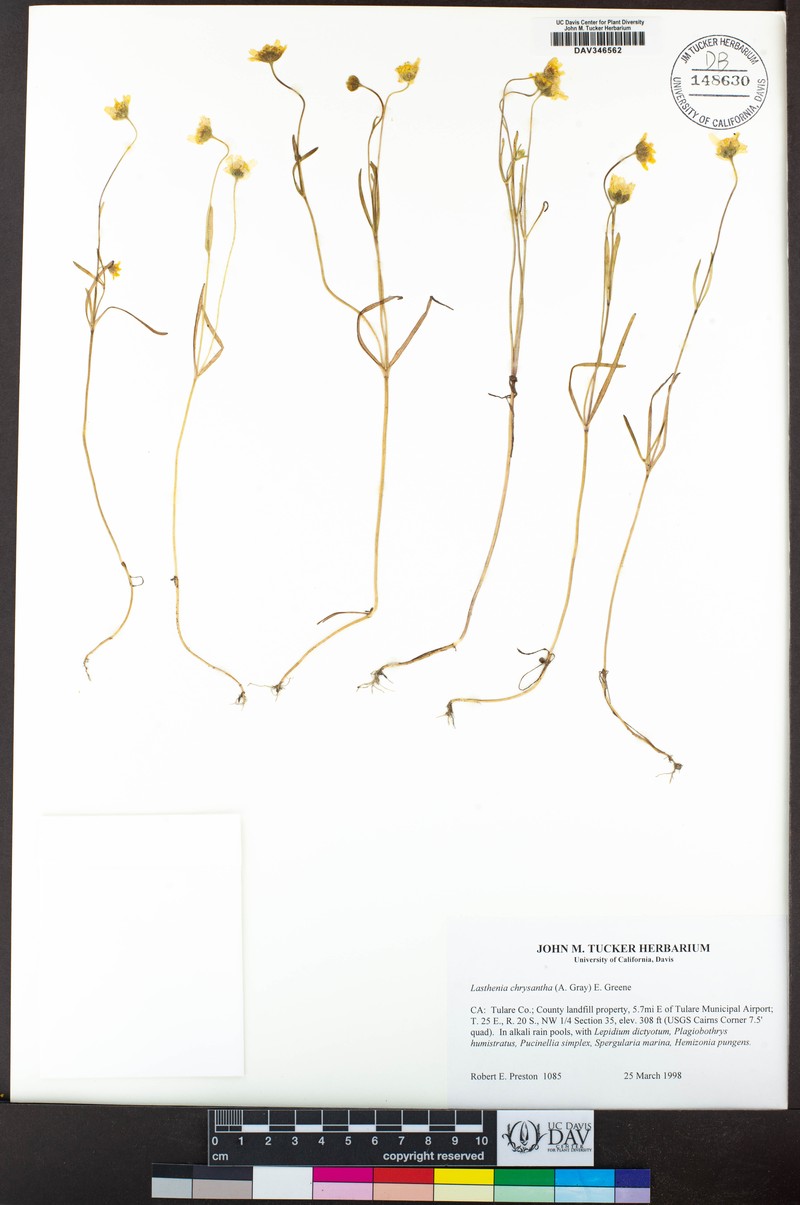Alkalisink Goldfields photo 6
