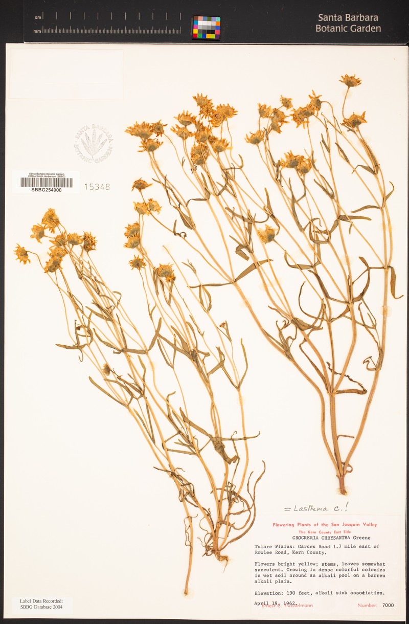 Alkalisink Goldfields photo 7