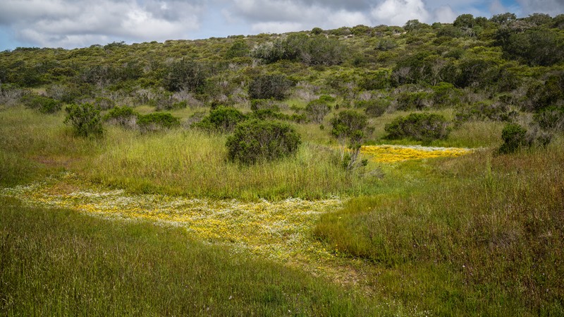 Contra Costa Goldfields photo 3