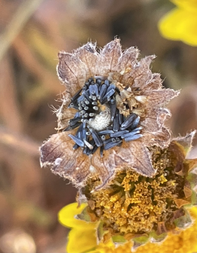 Contra Costa Goldfields photo 2