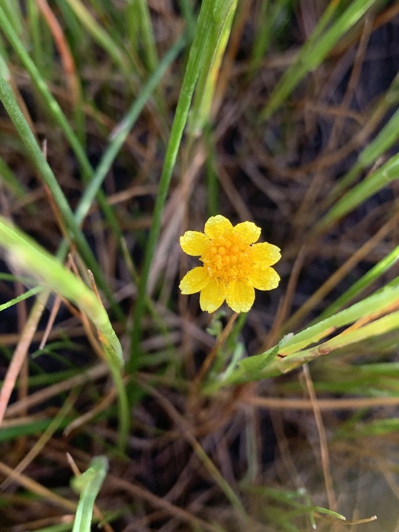 Contra Costa Goldfields photo 3