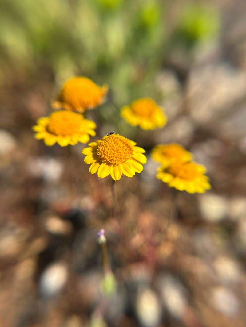 Contra Costa Goldfields photo 4