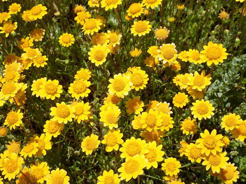 Contra Costa Goldfields photo 6