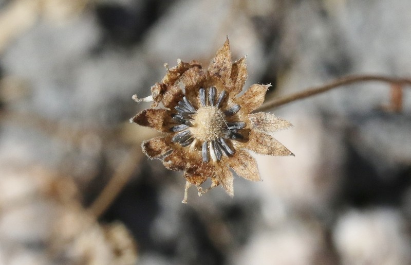Contra Costa Goldfields photo 7